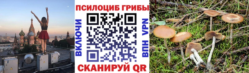 kraken ONION Хабаровск Псилоцибиновые грибы Psilocybine cubensis